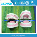 CE Approved Plastic Dental Model Of Teeth